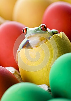 Frog and eggs