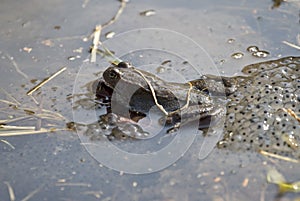 Frog eggs