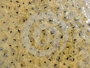 Frog Eggs