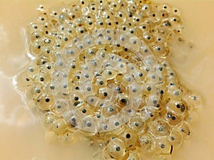 Frog eggs