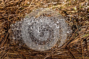 Frog eggs from the Common Frog, Rana temporaria, lying on moist grass on land. Birkenes, Norway