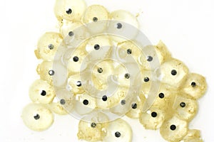 Frog eggs hatching process 1