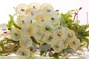 Frog eggs hatching process 2