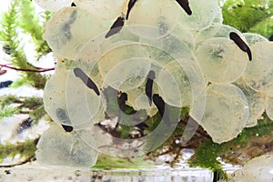 Frog eggs hatching process 3