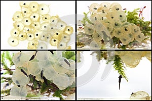 Frog eggs hatching process