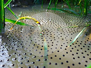 Frog eggs in mud water pond