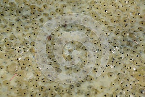 Frog eggs in a pond, close-up