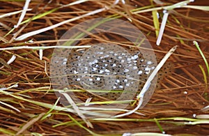frog eggs in a pond