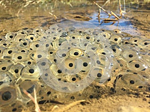 Frog eggs in a puddle