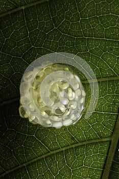 Frog eggs tadpoles under leaf in rainforest