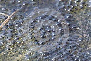 Frog eggs in water bodies