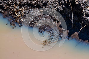 Frog eggs in water close