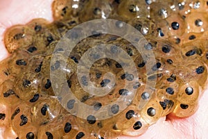 frog eggs in water