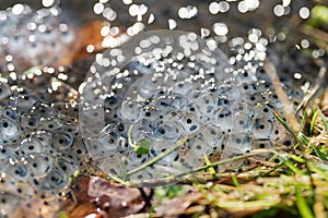 Frog eggs on water surface