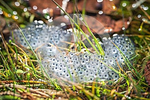 Frog eggs on water surface