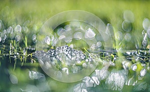 Frog eggs on water surface