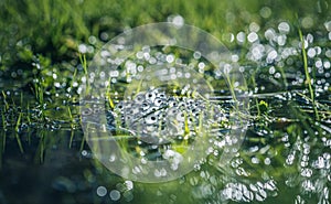 Frog eggs on water surface