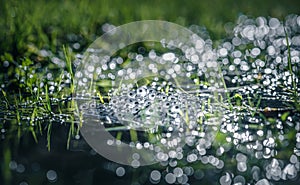 Frog eggs on water surface