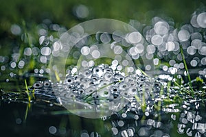 Frog eggs on water surface