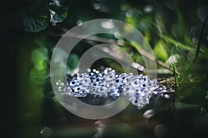 Frog eggs on water surface of pond