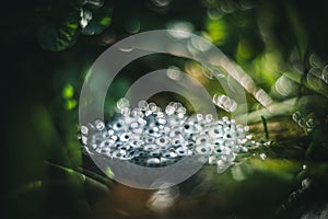 Frog eggs on water surface of pond