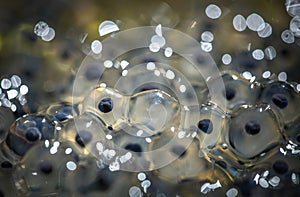 Frog eggs on water surface