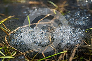 Frog eggs on water surface