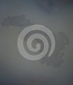 frog eggs on a water surface