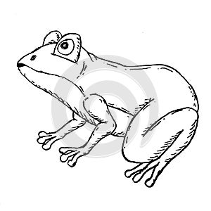 Frog engraving style. Drawn in ink. Black and white