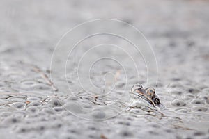 Frog,european toad,rana temporaria in early spring