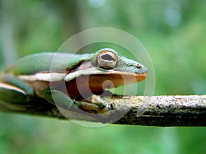 Frog in the Everglades