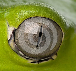 Frog eye