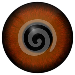 Frog eye 3d texture, animal eye