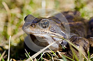 Frog eye macro closeup of wet amphibian animal