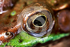 Frog Eye Macro