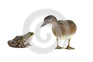 Frog and female mandarin duck isolated on white