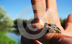 Frog on finger