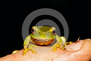 Frog on finger