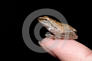 Frog on finger