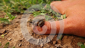 Frog on the finger `s exotic veterinarian. Caucasian Brown frog