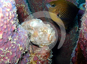 Frog fish