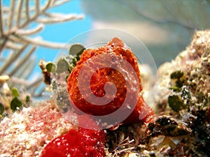 Frog Fish or Angler Fish photo