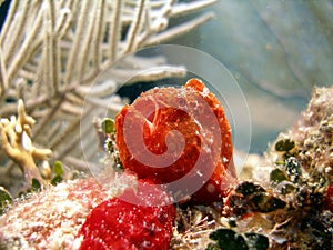 Frog Fish or Angler Fish photo