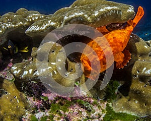 Frog fish at Cocos Island, Costa Rica