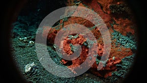 Frog fish by the rock