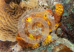 Frog Fish in waiting