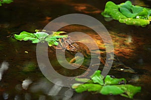 Frog floating at garden pool