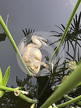 A frog floating in the pond.