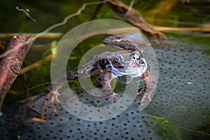 Frog floating on the surface of a pond above spawn