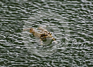Frog floating on the surface of water